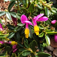 Polygaloides chamaebuxus var. grandiflora
